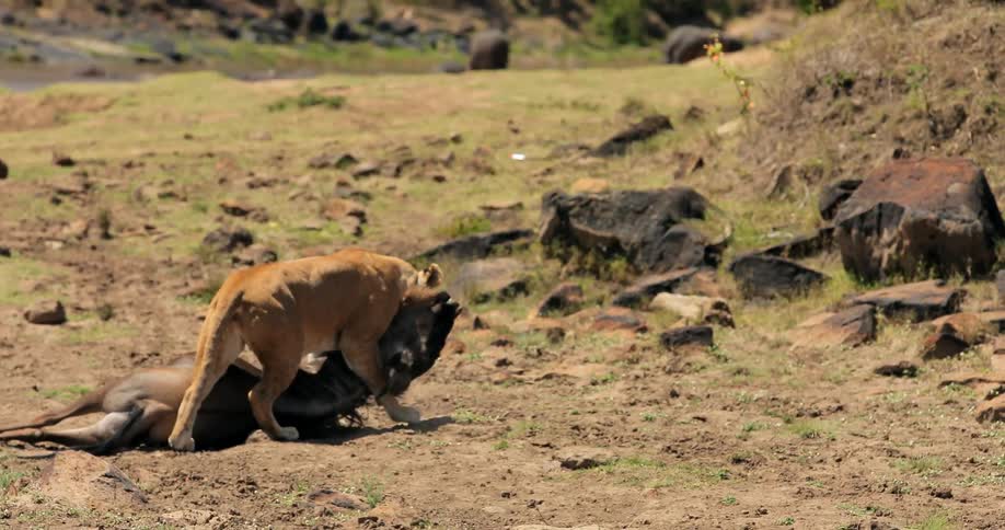 A lioness carries away a dead animal