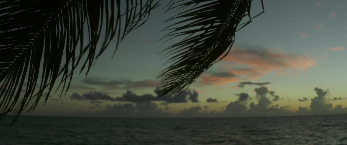 Palm fronds sawing in the breeze at sunset in the tropics