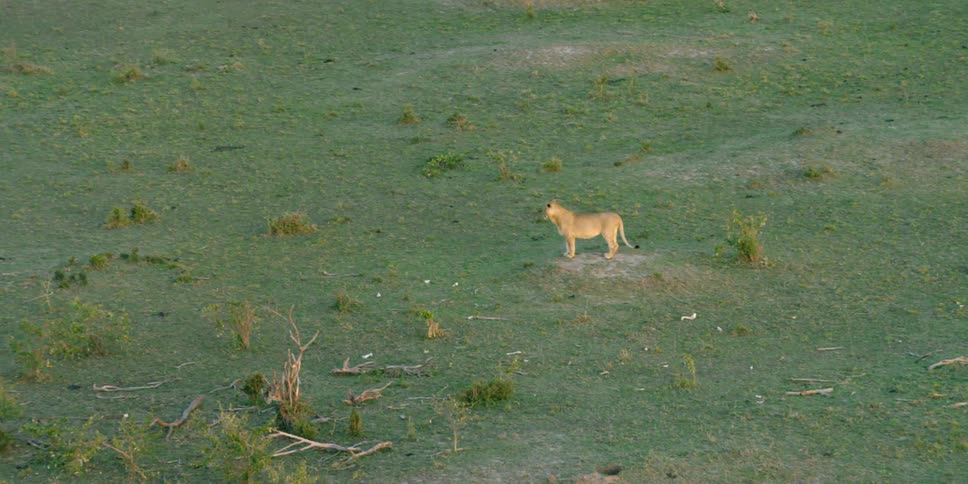 Lioness standing out in a green pasture
