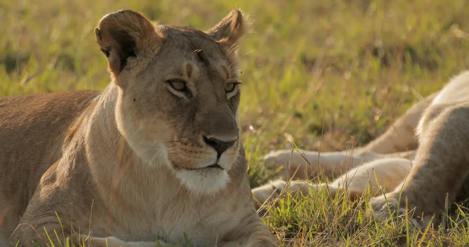 Lionesses lay in the grass on a sunny day