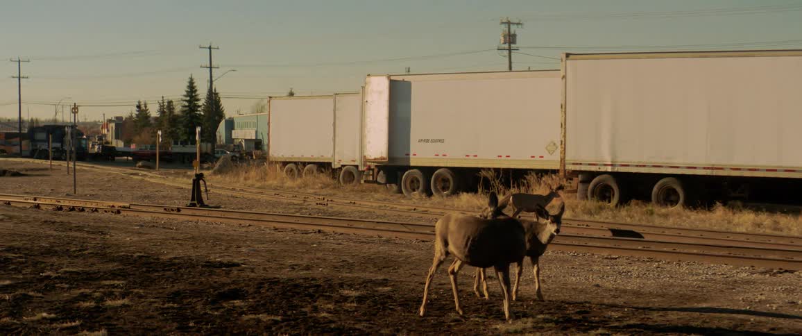 Deer grazing next to railroad tracks