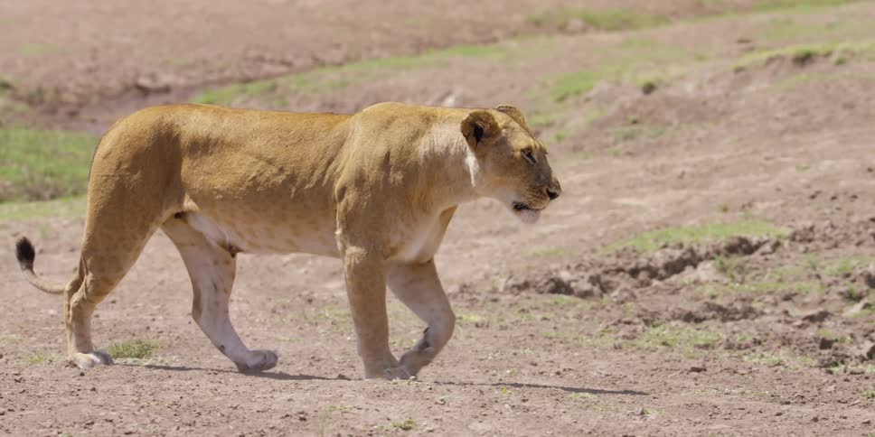 A lioness walks across a dirt-covered field on a sunny day