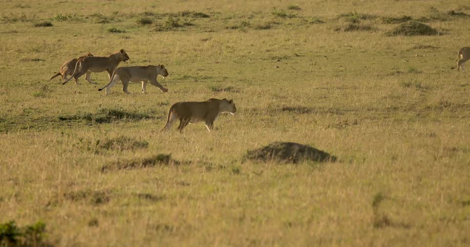 Lions are traveling over a field on a sunny day