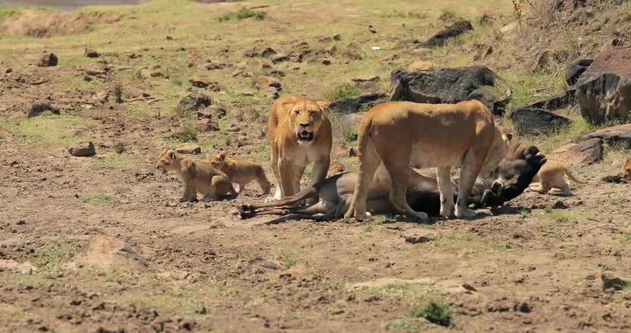 A group of lions are feeding on a dead animal