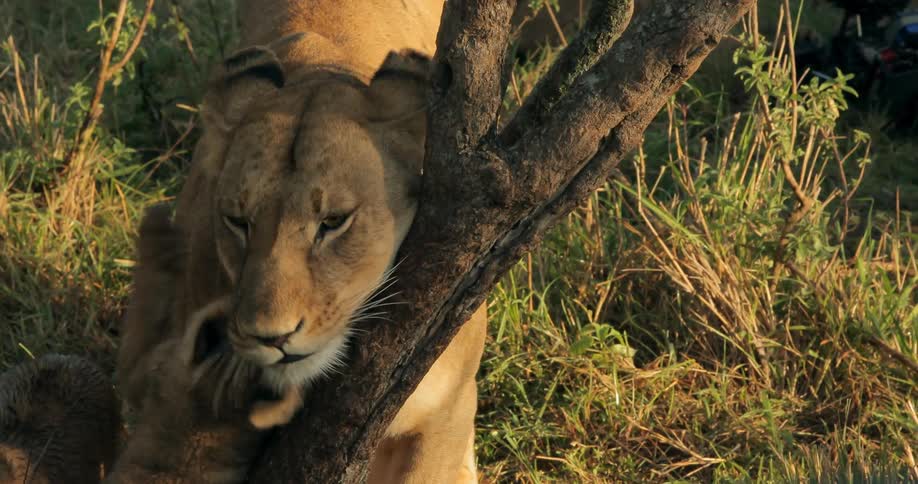 A mother lion with her cubs in the evening