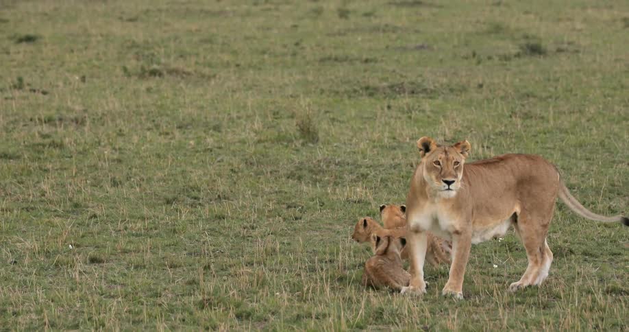A mother lion stands guard near her cubs