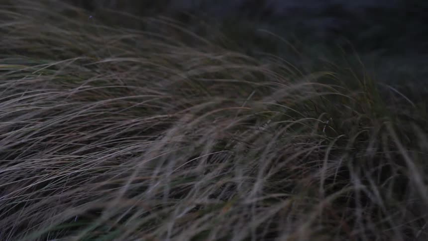 Brownish tall grasses in the breeze