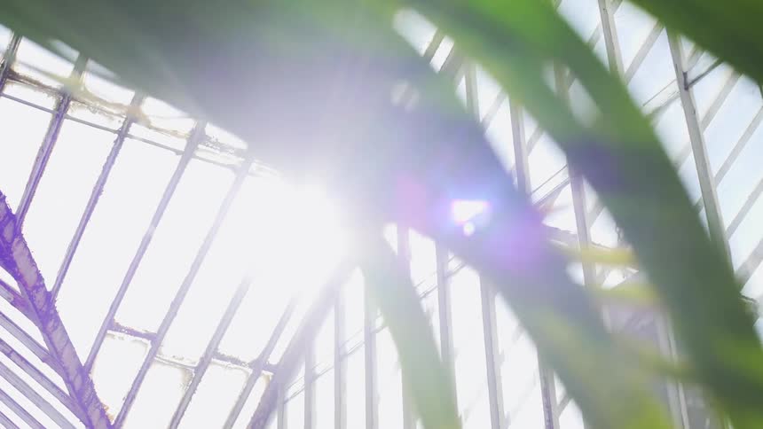 Sun shines brightly through the glass ceiling of a greenhouse