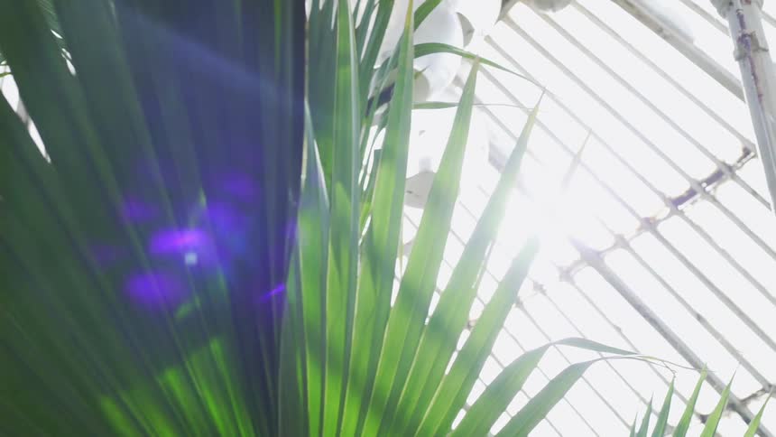 The sun shines through the roof of a greenhouse on a large green frond