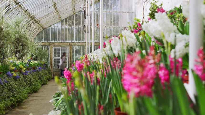 A woman stands looking around in a greenhouse full of brightly colored flowers