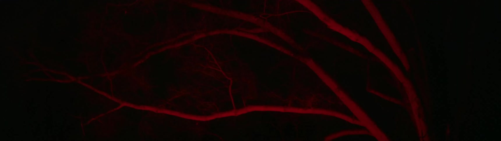Branches of a bare tree are lit up by a red light at night