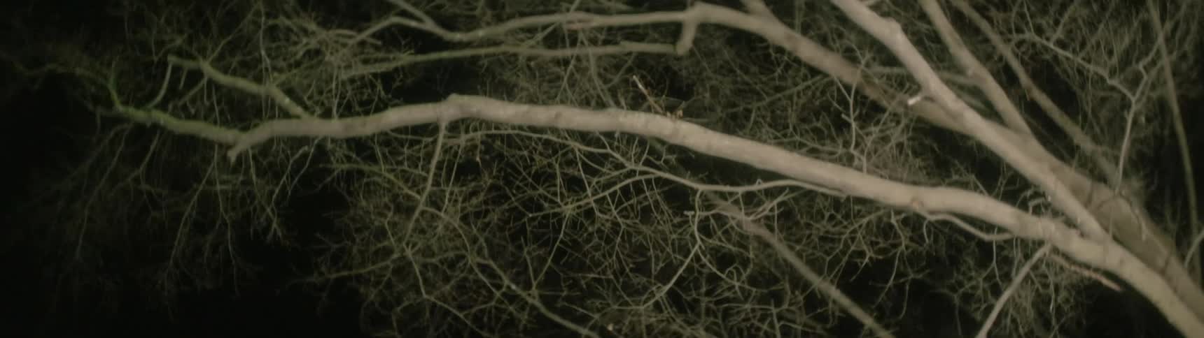 A tree with no leaves at night
