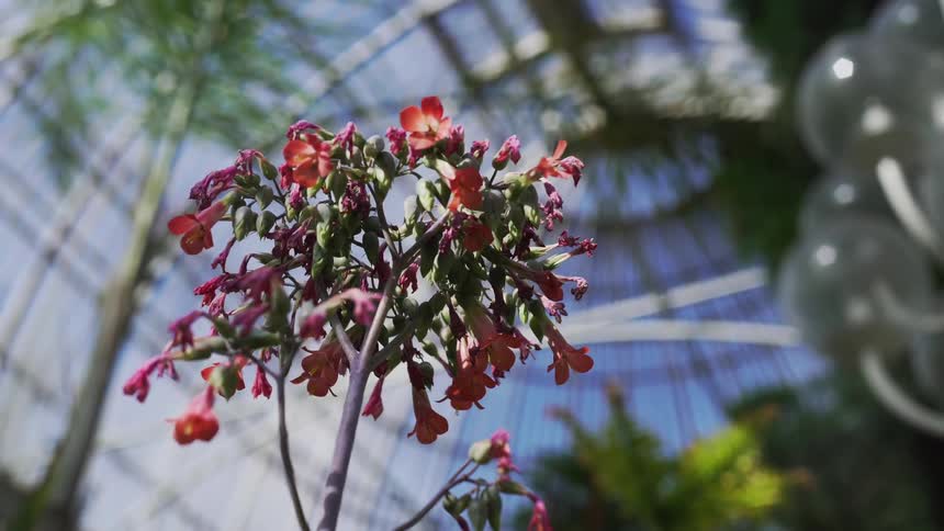 Flowering plant with small red trumpet flowers stands under trees in green house