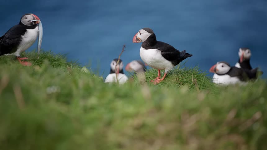Puffins on the shore one with a fish in its mouth