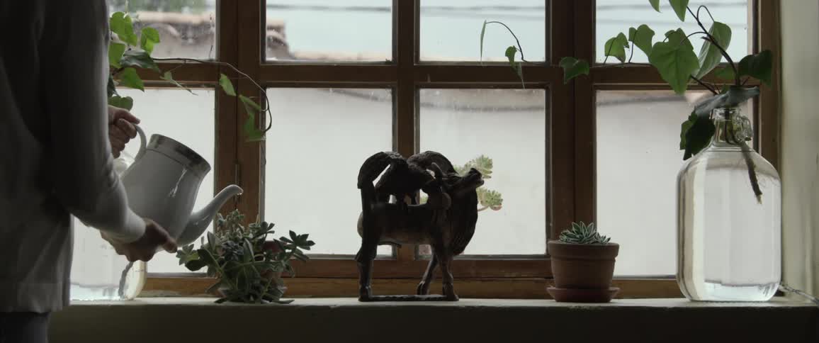 Female uses a white ceramic tea pot to water a succulent growing on a windowsill with other plants and a small statue of a ram