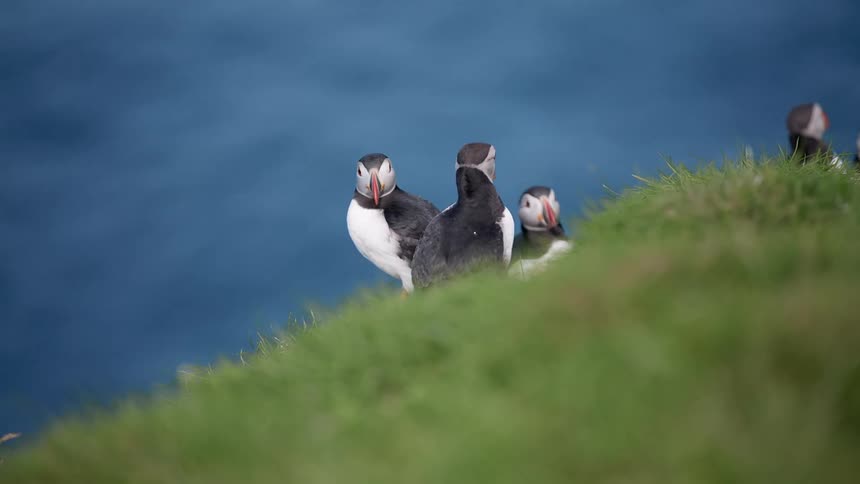 Puffins on the grass