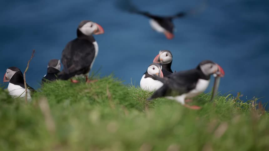 Flock of puffin fish birds hanging out on patch of grass near the coast
