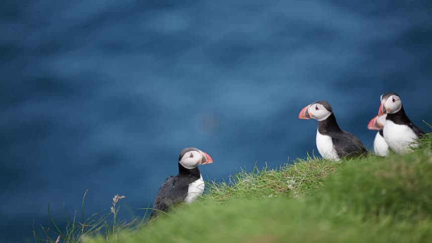 Puffins standing and flying on the shore