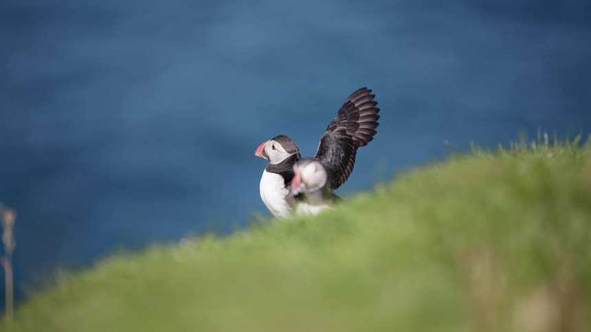 Two puffins sit in the grass overlooking the water one flaps his wings
