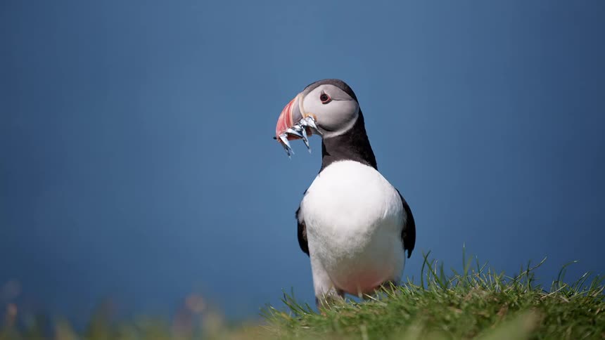 Black and white bird with an orange beak walks on the grass and turns his head back and forth