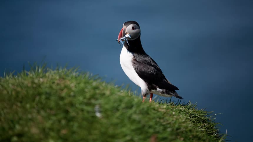 A puffin stands on the shore with food in its beak