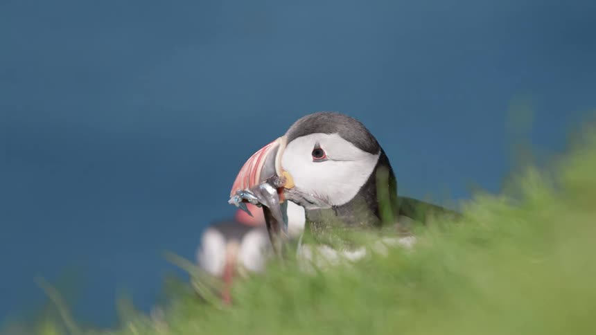 A bird with food hanging out of its mouth