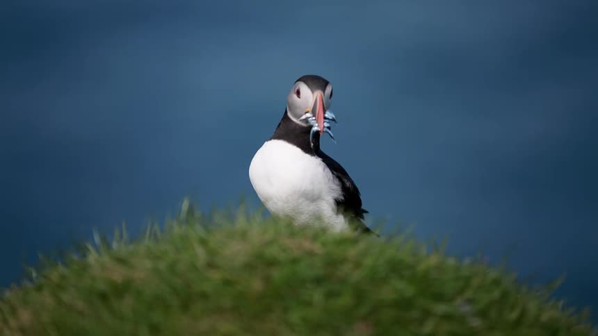 A puffin on the coast with fish in its beak