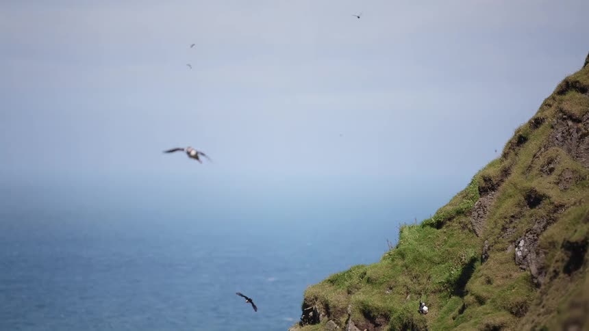 Flock of birds flying next to a cliff near the coast