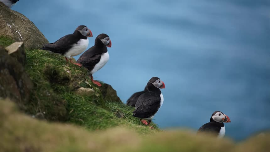 Group of atlantic puffin fish relaxing on grassy slope near the coast