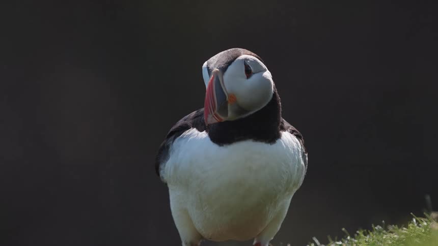 Puffin bird walking on grass