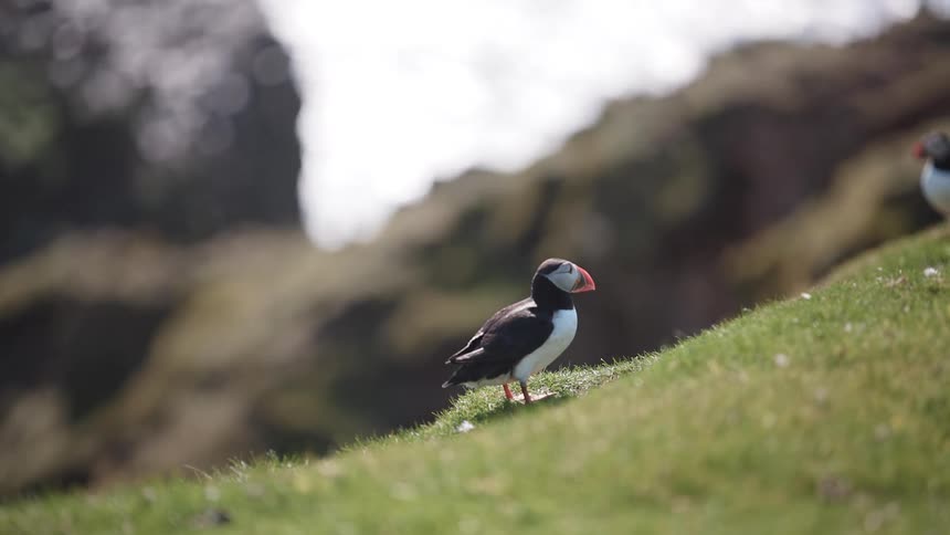 A puffin stands on the grass and pecks for food in the grass