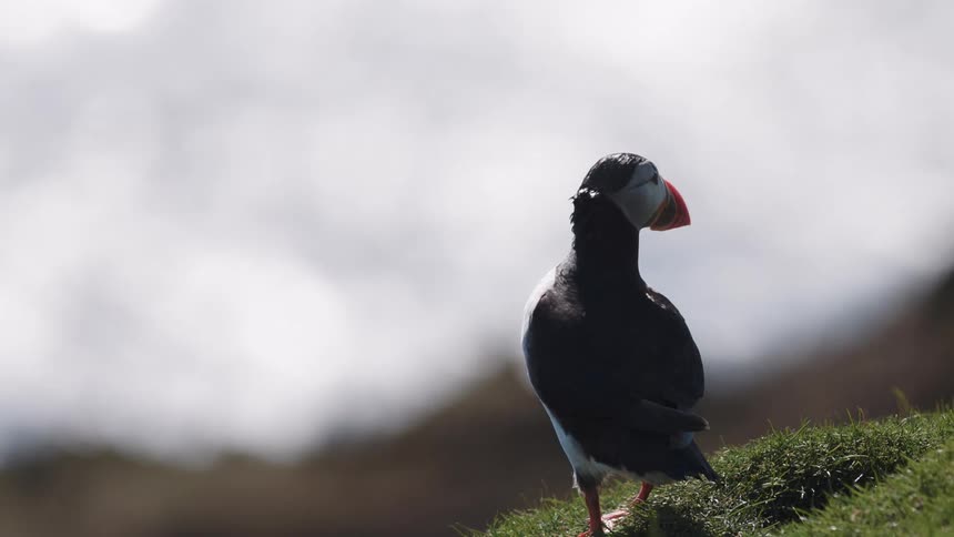 A colorful puffin is perched on grass and takes off flying