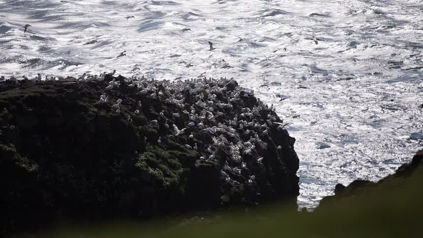 Birds on a cliff above the water