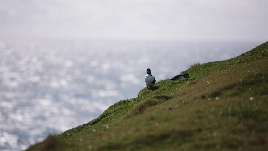Two puffins on a grassy slope as birds fly over the shimmering surface of the ocean