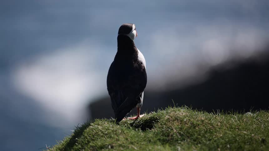 A puffin stands on the grass