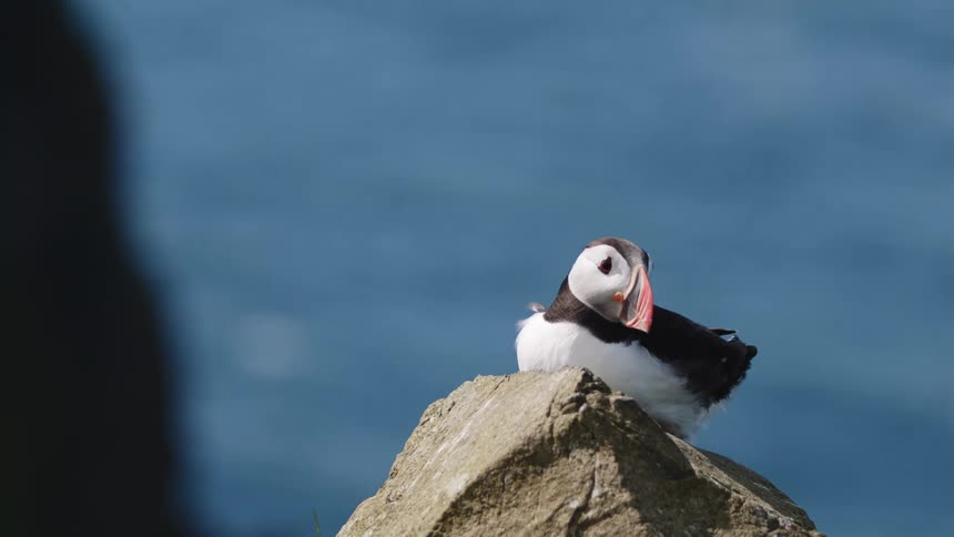 Puffin sits on a rock as the breeze blows its feathers