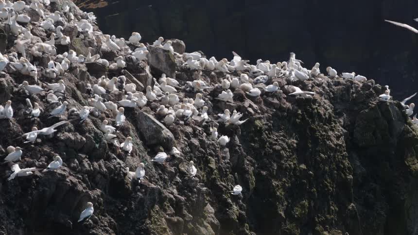 Seagulls on a rock on the shore