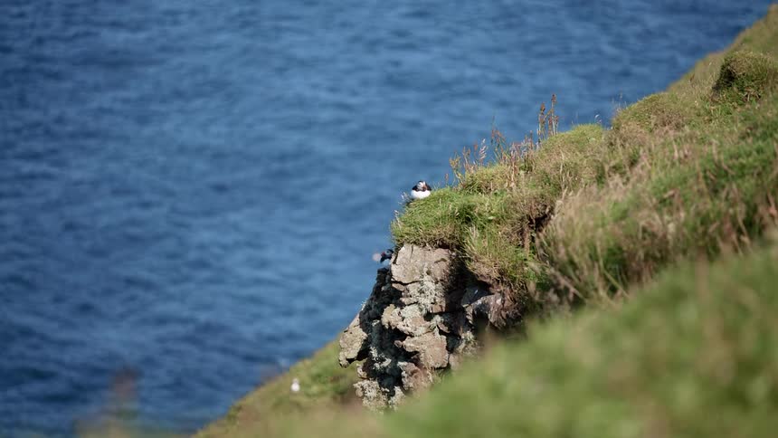 Birds resting on a cliff above the ocean