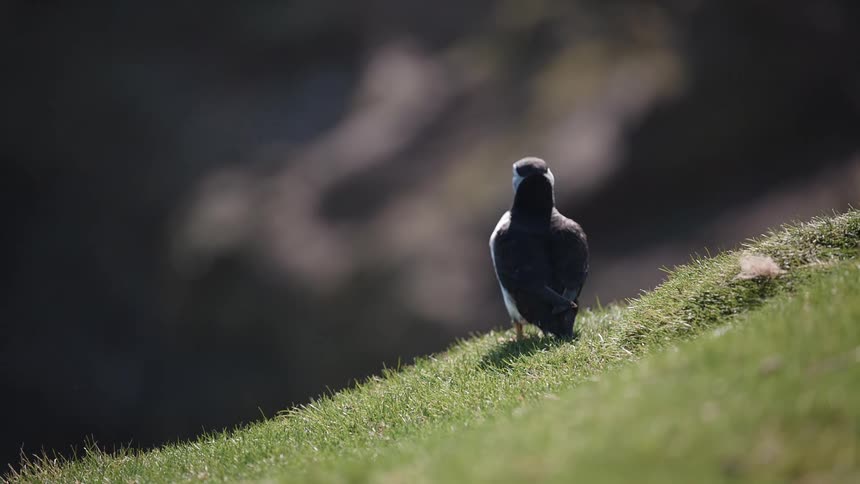 A puffin flutters their wings and then runs off