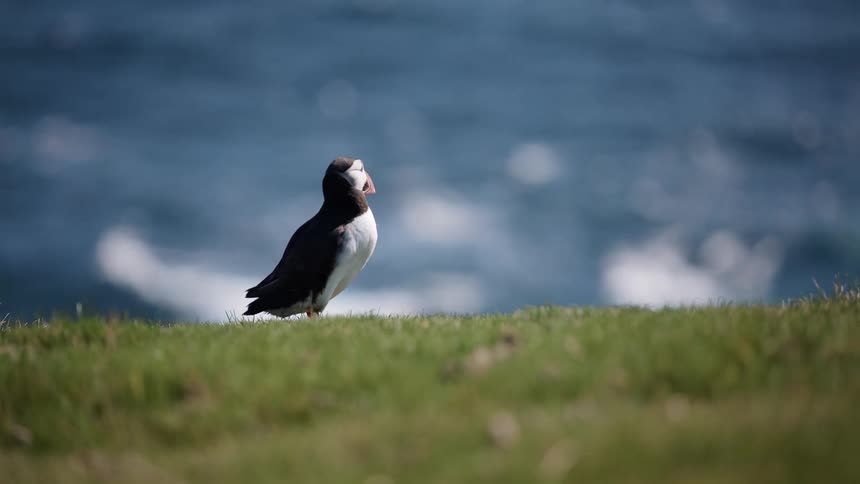 Bird sitting on the grass above the ocean