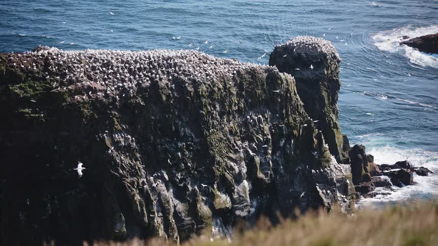 Seagulls at the shore