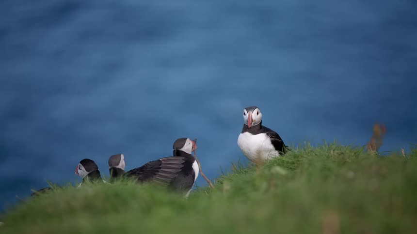 Four puffins on the shore