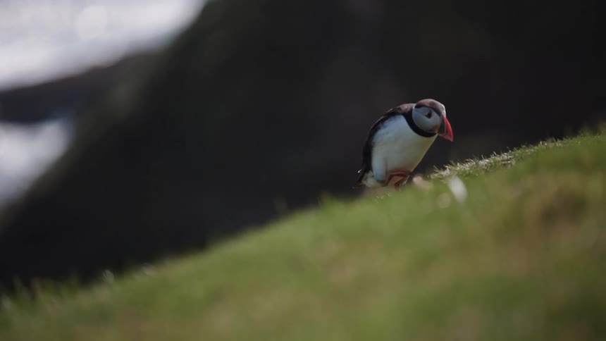Puffin bird on grassy cliff above ocean