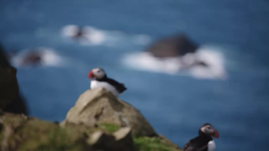 Birds perch on promontory and groom as others fly over ocean and rocks