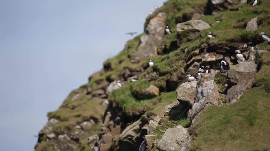 Puffins on a cliff