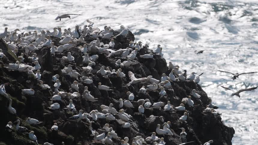 Birds on a rock on the coast