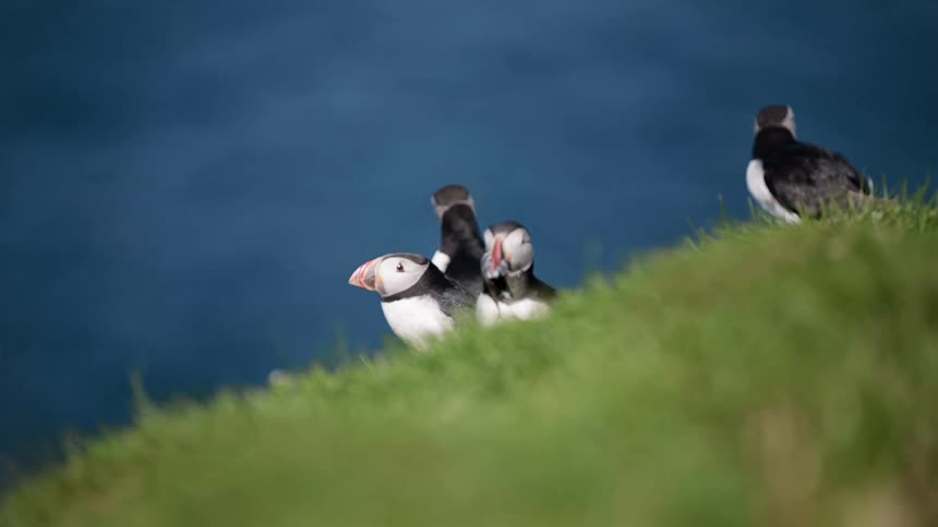 Four puffins sit on the grassy hill