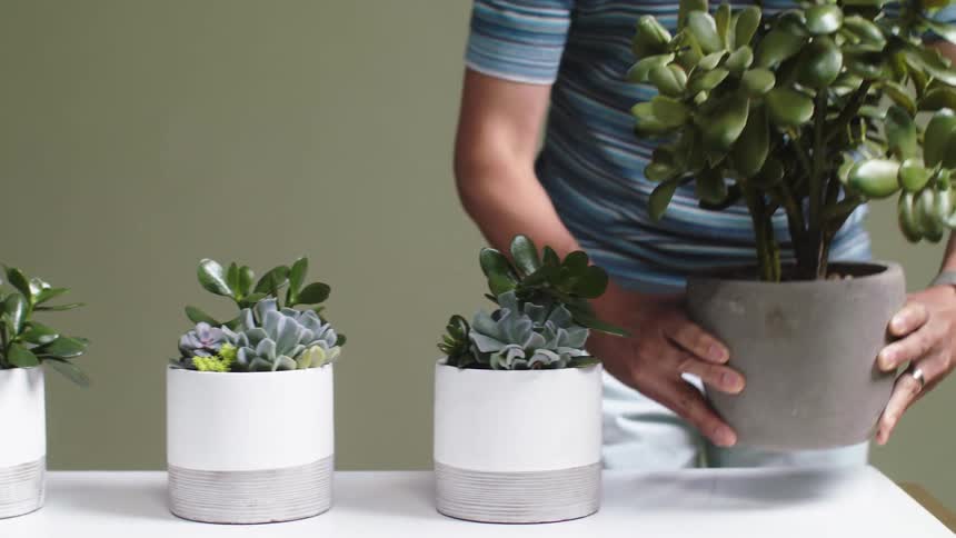 Man carries potted succulent into room placing it at end of row of pots