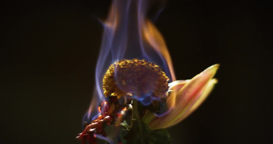 A burning yellow flower is rotating