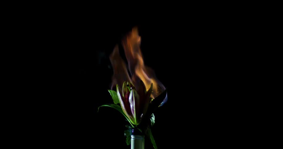 A flower in a vase burning